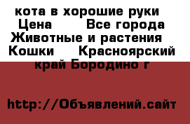 кота в хорошие руки › Цена ­ 0 - Все города Животные и растения » Кошки   . Красноярский край,Бородино г.